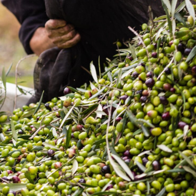 Guesto Olive olarak, sofralarınıza ulaştırdığımız her damla zeytinyağı; doğaya, kaliteye ve sağlığa verdiğimiz değerin bir yansımasıdır.