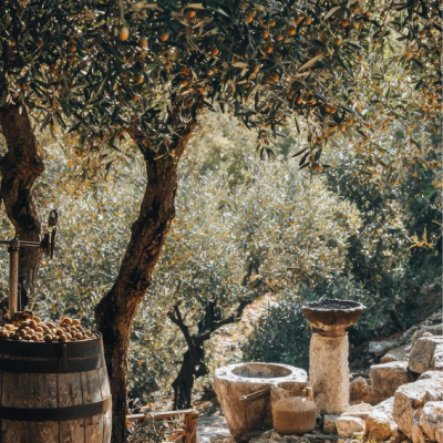 Guesto Olive olarak, sofralarınıza ulaştırdığımız her damla zeytinyağı; doğaya, kaliteye ve sağlığa verdiğimiz değerin bir yansımasıdır.