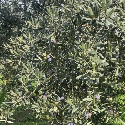 Kaliteli Zeytinyağı Nasıl Seçilir? Zeytinyağı Seçmenin İpuçları nelerdir?